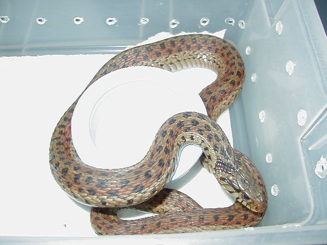 Erythristic eastern from Florida