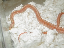 Eastern erythristic albino # 11 male 2 cb 09 10 04 2009
