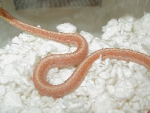Eastern erythristic albino # 11 male  cb 09 10 04 2009