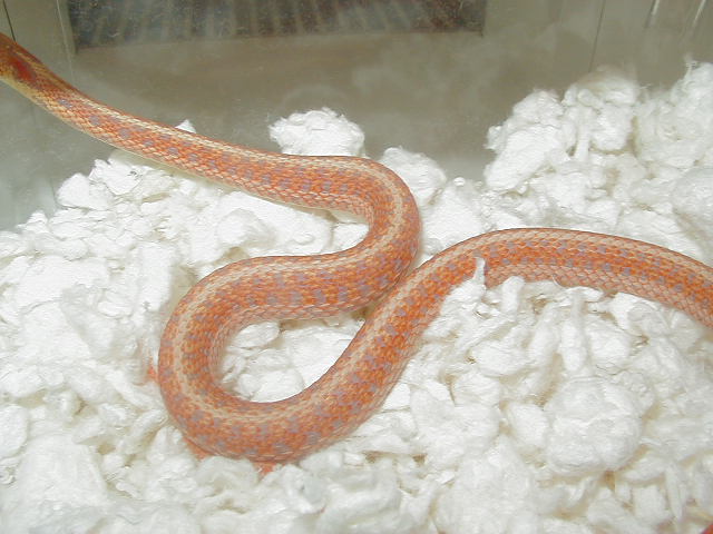 Eastern erythristic albino # 11 male  cb 09 10 04 2009