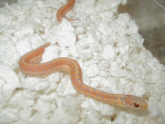 Eastern erythristic albino # 6 male  cb 09 10 04 2009