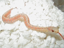 Eastern erythristic albino # 6 male 2 cb 09 10 04 2009