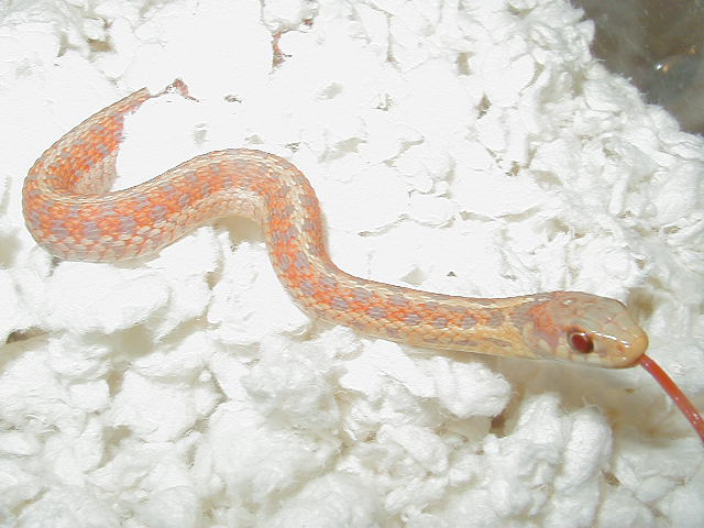 Eastern erythristic albino # 6 male 2 cb 09 10 04 2009