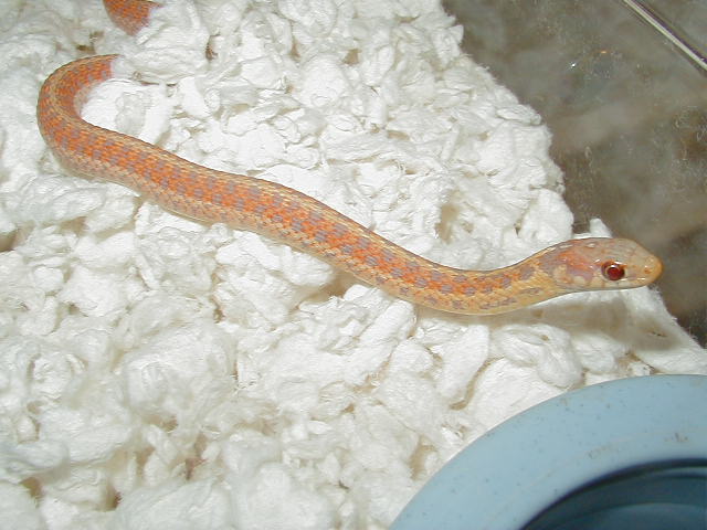 Eastern erythristic albino # 6 male 3 cb 09 10 04 2009