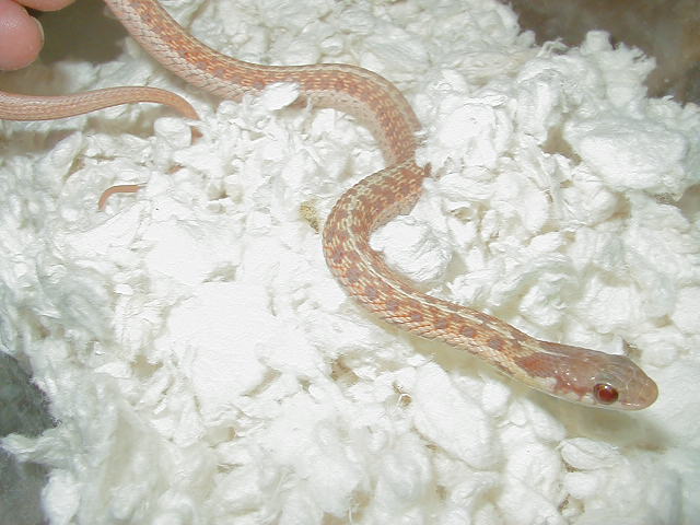 Eastern erythristic albino # 7 male 3 cb 09 10 04 2009