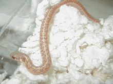 Eastern erythristic albino # 7 male  cb 09 10 04 2009