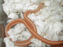 Eastern erythristic albino cb 09 q