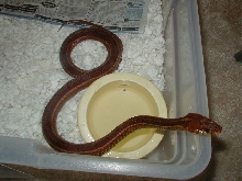 Eastern erythristic from Surf City Adult female 2