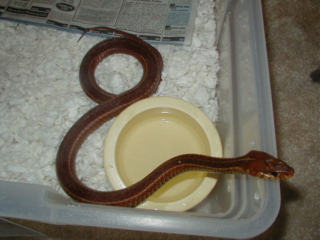 Eastern erythristic from Surf City Adult female 2