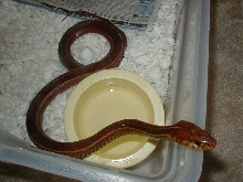 Eastern erythristic from Surf City Adult female 3