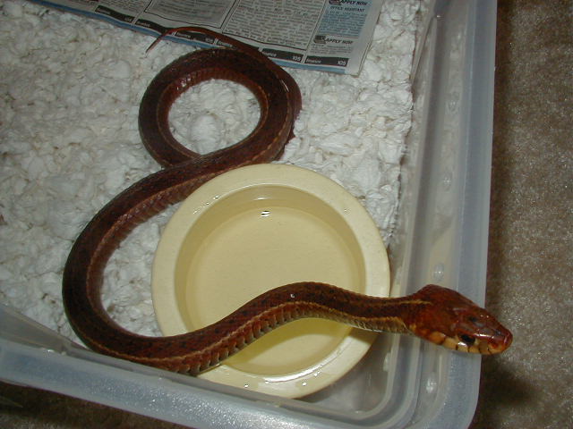Eastern erythristic from Surf City Adult female 3