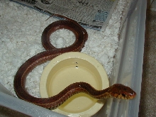 Eastern erythristic from Surf City Adult female 4