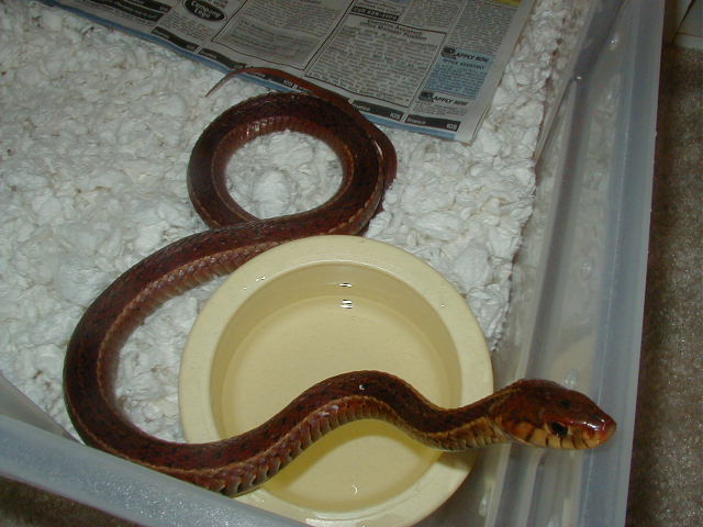 Eastern erythristic from Surf City Adult female 4