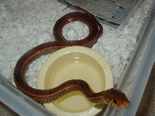Eastern erythristic from Surf City Adult female 5