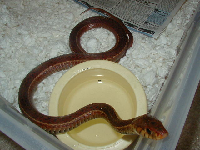 Eastern erythristic from Surf City Adult female 5
