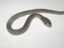 Eastern erythristic from Surf City female CB 2008 3