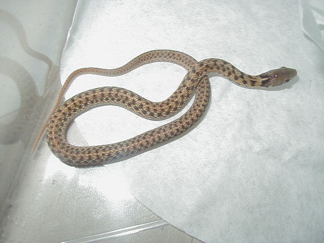 Eastern erythristic from eryflame x ery albino 100% het albino flame &