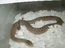 Eastern Florida erythristic small adult