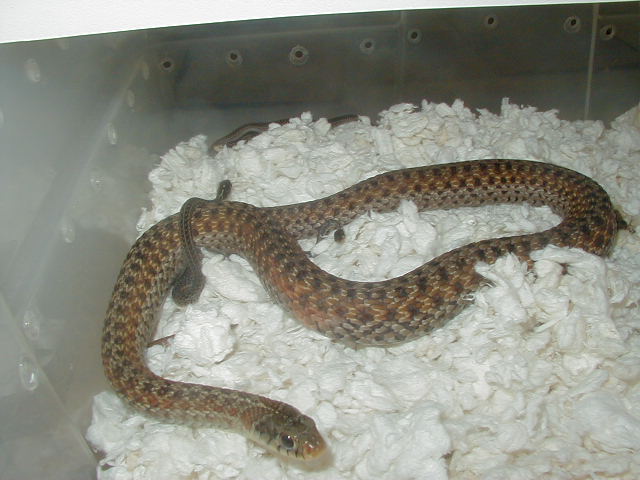 Eastern Florida erythristic small adult