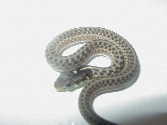 Eastern erythristic small Florida strain adult female x NY paradox albino m