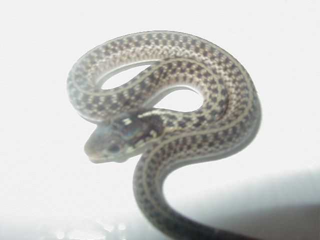 Eastern erythristic small Florida strain adult female x NY paradox albino m