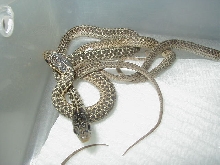 Eastern erythristics CB 07 babies