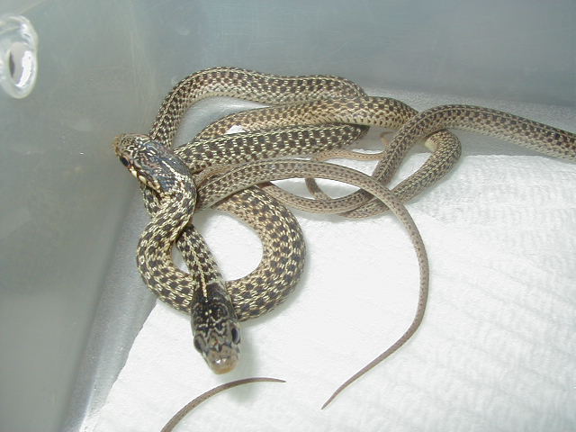 Eastern erythristics CB 07 babies