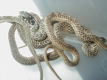 Eastern erythristics CB 07 babies