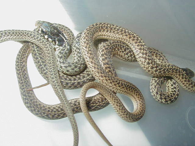 Eastern erythristics CB 07 babies