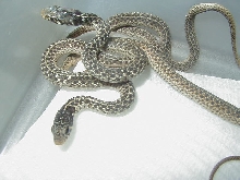 Eastern erythristics CB 07 babies