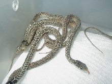 Eastern erythristics CB 07 babies