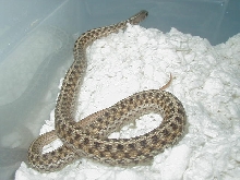 Eastern DH Florida erythristic x New York Paradox albino eastern 2