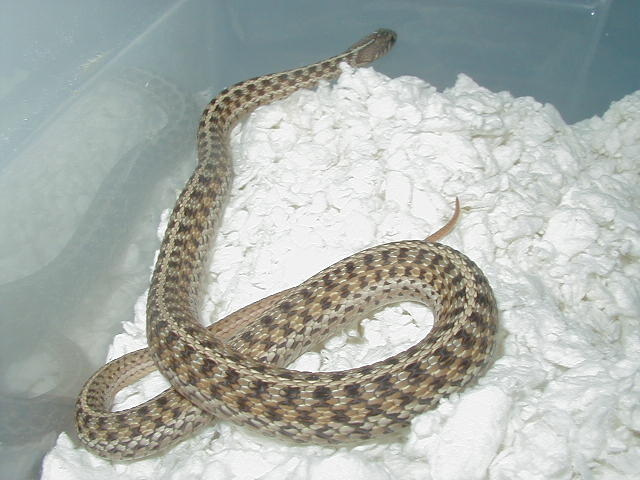 Eastern DH Florida erythristic x New York Paradox albino eastern 2