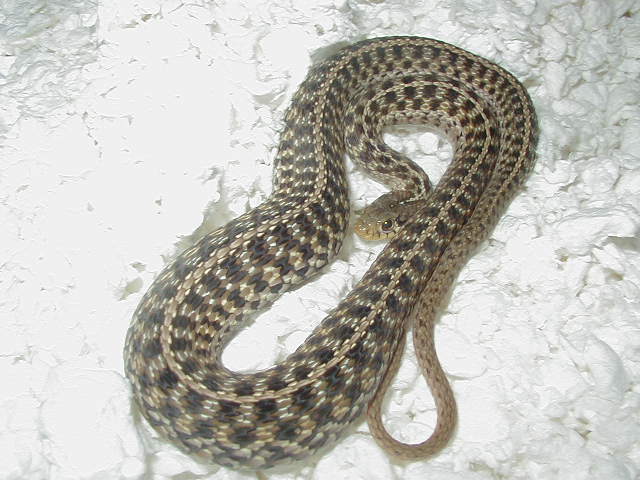 Eastern DH Florida erythristic x New York Paradox albino eastern 3