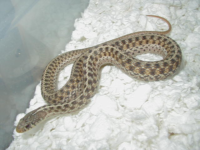 Eastern DH Florida erythristic x New York Paradox albino eastern 2 CB 2008