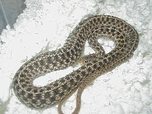 Eastern DH Florida erythristic x New York Paradox albino eastern 2 CB 2008