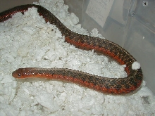 Eastern flame 100% het albino flame female 04 11 2009