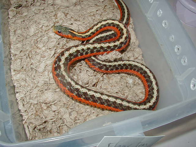 Eastern flame garter-High red