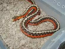 Eastern flame garter-High red