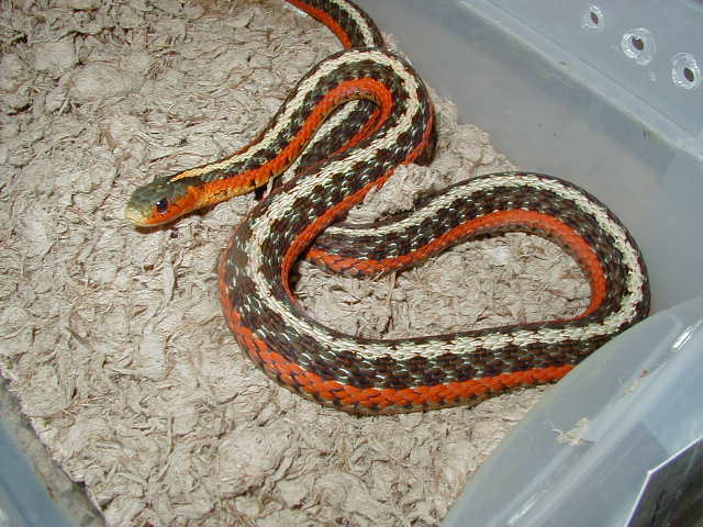 Eastern flame garter-High red