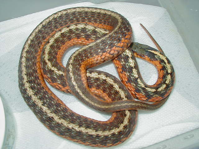 Eastern flame Peck adult 1 female 06 30 2009