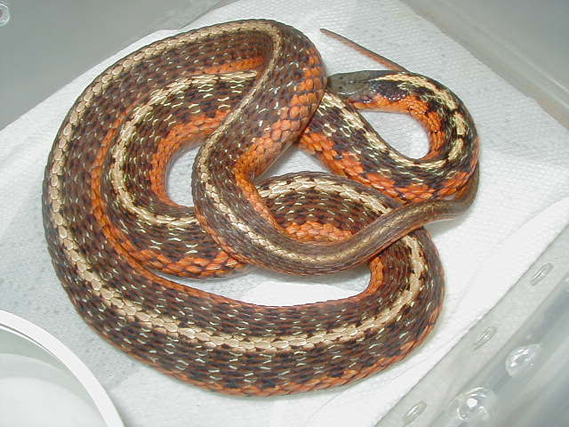 Eastern flame Peck adult 2 female 06 30 2009