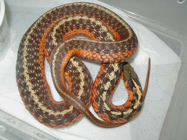 Eastern flame Peck adult 3 female 06 30 2009