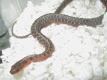 Eastern flame (Possible albino) x flame male