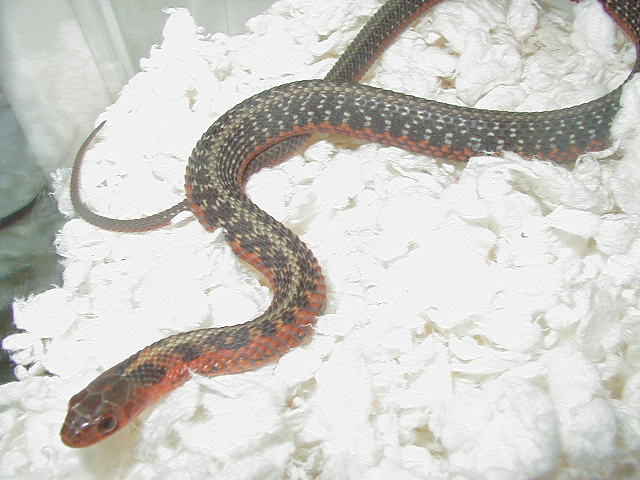 Eastern flame (Possible albino) x flame male