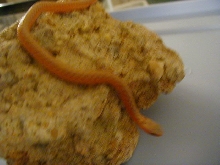 Eastern albino flame from dh flame x albino CB 2008 05 19 2008
