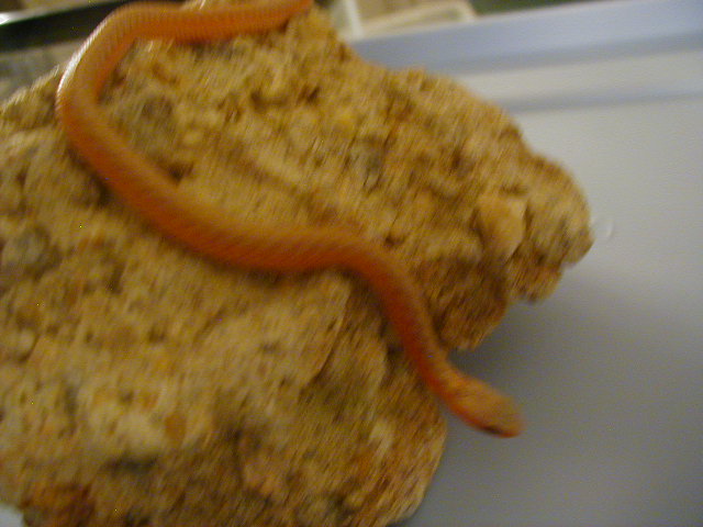 Eastern albino flame from dh flame x albino CB 2008 05 19 2008