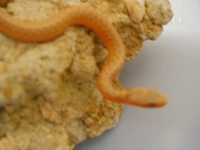 Eastern albino flame from dh flame x albino 2 CB 2008 05 19 2008