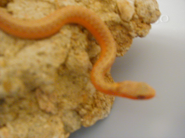 Eastern albino flame from dh flame x albino 2 CB 2008 05 19 2008