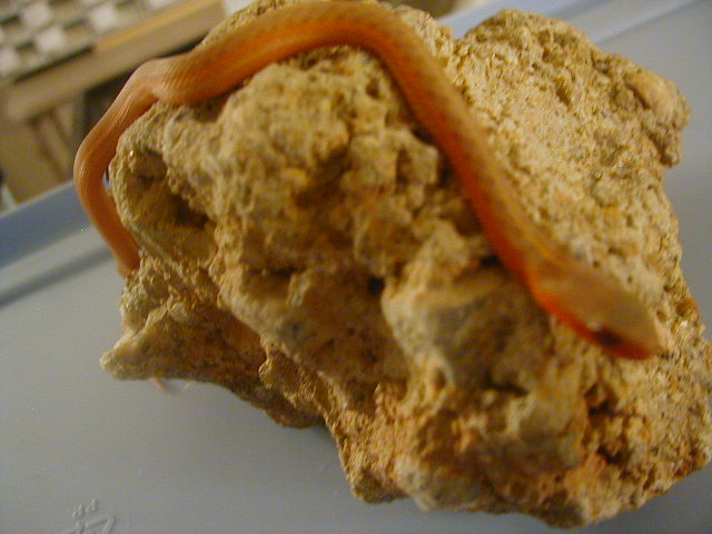 Eastern albino flame from dh flame x albino 3 CB 2008 05 19 2008